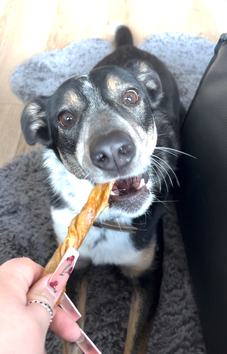 Fish Maw (Single Ingredient Chew)