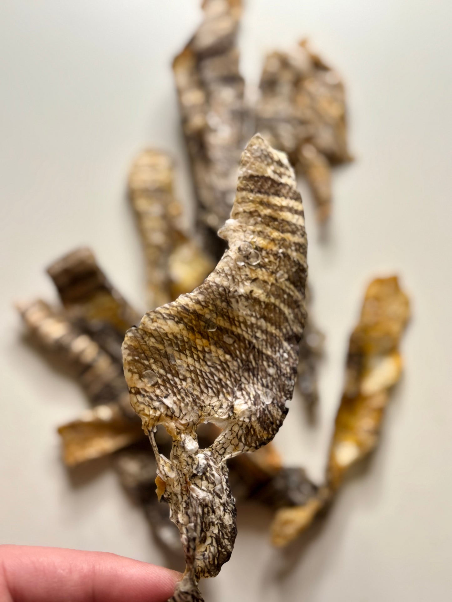 Lionfish Skin (Single Ingredient)