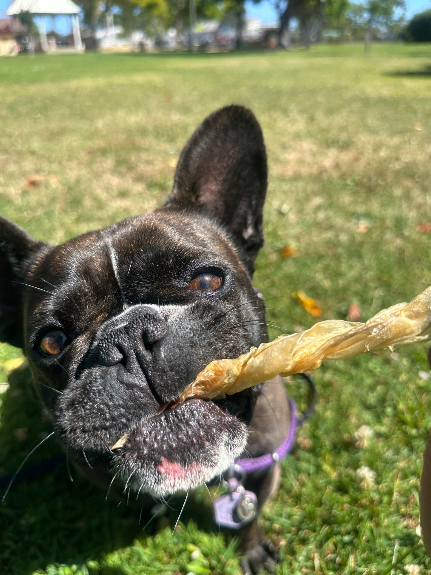 Fish Maw (Single Ingredient Chew)