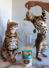 Load image into Gallery viewer, Two bengal cats eating Pezzy treats. One cat is on hind legs trying to reach a piece of dried fish. 
